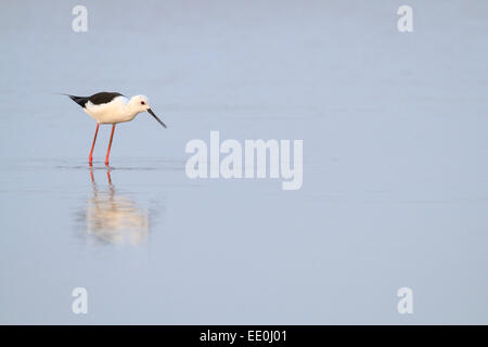 Black-winged Stilt (Himantopus himantopus) se nourrissent dans les eaux peu profondes. Pak Thale. La Thaïlande. Banque D'Images