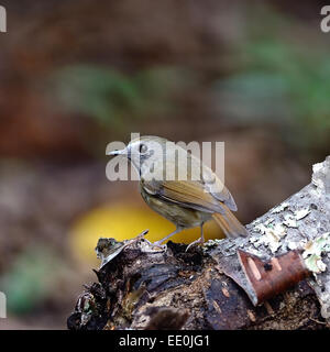 Petit oiseau, blanc-gorgeted Flycatcher Ficedula ( monileger), debout sur le journal, profil arrière Banque D'Images