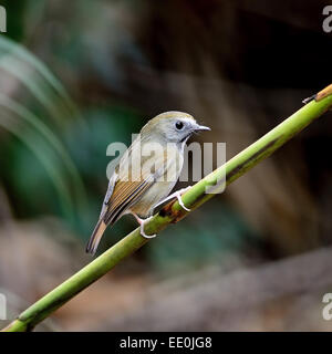 Petit oiseau, blanc-gorgeted Flycatcher Ficedula ( monileger), debout sur une branche, profil arrière Banque D'Images