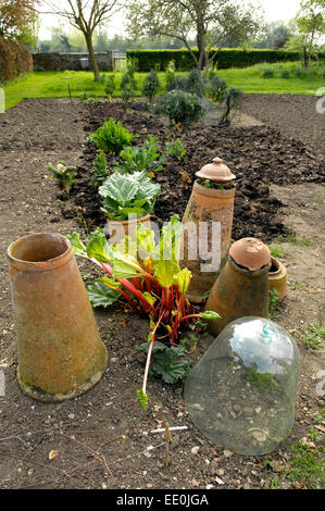 Potager avec de la rhubarbe en terre cuite forcers, UK Banque D'Images