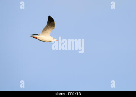 Mouette à tête brune (Larus brunnicephalus) en vol. Pak Thale. Petchaburi province. La Thaïlande. Banque D'Images