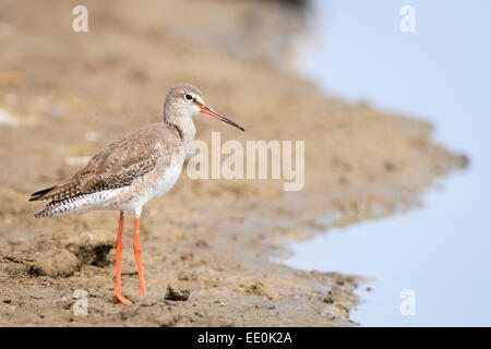 Chevalier arlequin (Tringa erythropus) sur l'habitat. Pak Thale. La Thaïlande. Banque D'Images