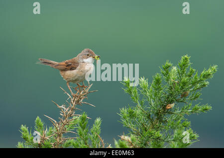 Whitethroat-Sylvia communis avec de la nourriture. Uk Banque D'Images