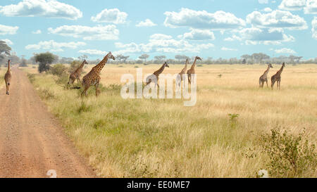 Un troupeau de girafes (Giraffa camelopardalis) sont à pied près d'une route dans le Parc National du Serengeti, Tanzanie Banque D'Images