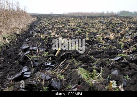 Champ fraîchement labourés près du village de Banat. Le pays se prépare pour l'automne, semer du blé. Banque D'Images