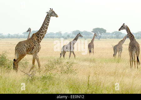 Un troupeau de girafes (Giraffa camelopardalis) dans une plaine dans le Parc National du Serengeti, Tanzanie Banque D'Images