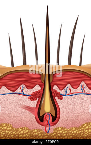 Concept médical anatomie de cheveux comme un gros plan d'une hormone folliculo-symbole sur la peau. Banque D'Images