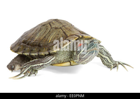 Funny tortue verte sur le défilé ou marcher autour de isolé sur fond blanc Banque D'Images