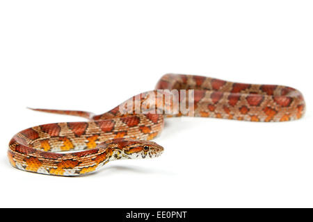 Elaphe guttata serpent..jeune boa constrictor sur un fond blanc. Banque D'Images