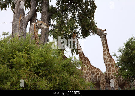 Les Girafes se nourrissent de hautes branches dans la cime des arbres au Botswana Banque D'Images