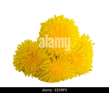 Fleurs de pissenlit isolé sur fond blanc. Banque D'Images