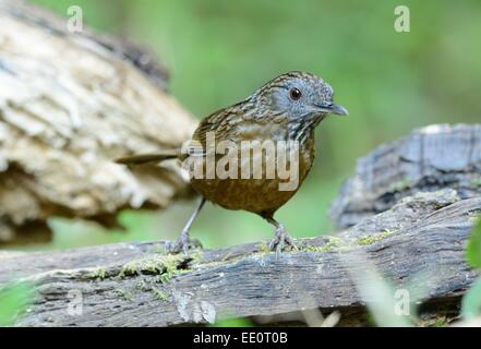 Belles rayures Wren (Napothera brevicaudata) dans la forêt thaïlandaise Banque D'Images