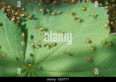 Araneus diadematus nouveaux petits Banque D'Images