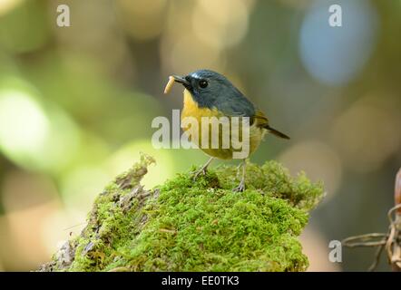 Bel homme Harfang-browed Flycatcher (Ficedula hyperythra) possing sur la branche Banque D'Images