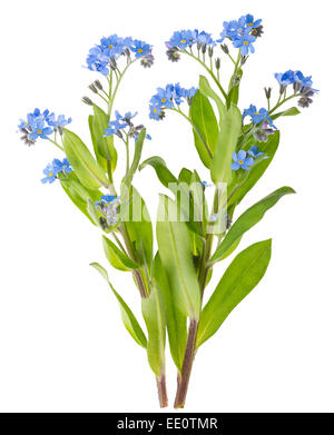 Belle forget-me-not (Myosotis) fleurs sur fond blanc Banque D'Images