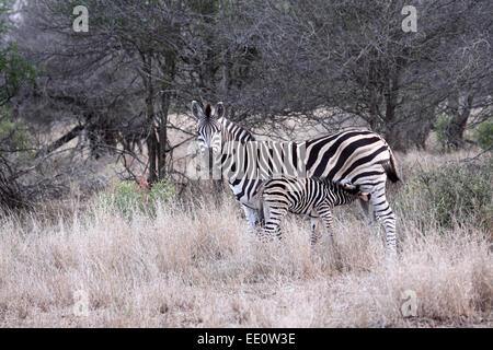 Zèbre des plaines poulain suckling sa mère en Kruger National Park Banque D'Images