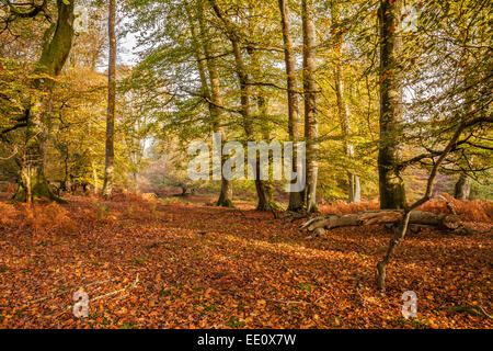 Début de l'automne, New Forest, Bolderwood, Parc National, Hampshire Banque D'Images