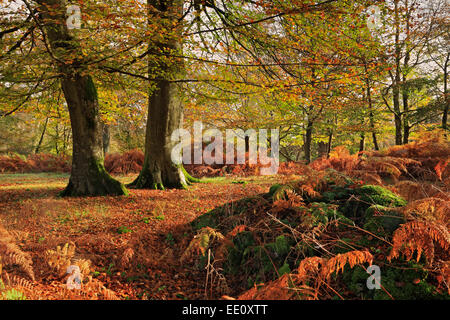 Début de l'automne, New Forest, Bolderwood, Parc National, Hampshire Banque D'Images