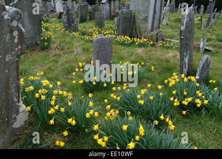 Les jonquilles croissant dans le cimetière d'Blaenwaun Baptist, chapelle de l'ouest du pays de Galles. Banque D'Images