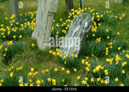 Les jonquilles croissant dans le cimetière d'Blaenwaun Baptist, chapelle de l'ouest du pays de Galles. Banque D'Images