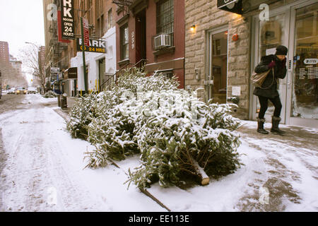 Arbres de Noël, bien dépourvu de guirlandes et ornements, attendre prendre par le ministère de l'assainissement en Mulchfest à New York le vendredi 9 janvier 2015. New York fournit des services de ramassage de la collecte des arbres de Noël, à condition scintillants, stands et autres décorations sont enlevés, jusqu'au 16 janvier 2015. Les arbres sont déchiquetés paillis dans les parcs et jardins communautaires distribués. Sinon, les New-yorkais peuvent apporter leurs arbres pendant le week-end à divers endroits du parc pour les faire pucer. (© Richard B. Levine) Banque D'Images