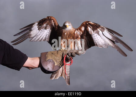 Falconer Jonathan Marshall avec un cerf-volant rouge. Banque D'Images