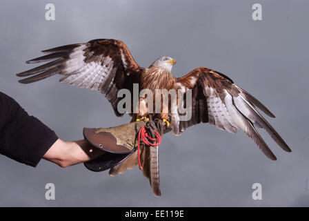 Falconer Jonathan Marshall avec un cerf-volant rouge. Banque D'Images