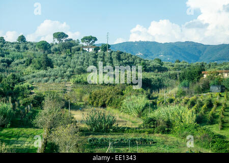 Matériel roulant doucement à flanc de colline toscane rural hills avec maisons situé au milieu des oliviers et vignobles luxuriants champs cultivés d'autres Banque D'Images