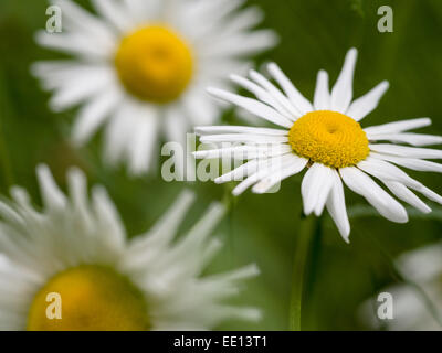 Ox-eye ou Marguerites Marguerites commun. Les marguerites sauvages, marguerites oxeye croissant dans une petite ouverture dans les bois. Banque D'Images