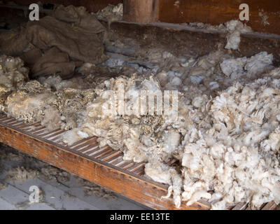 La laine des moutons fraîchement tondus. Une pile de laine de moutons fraîchement coupé se trouve sur une table ventilée en attente de traitement et de nettoyage. Banque D'Images