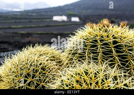 Barrel cactus, La Geria, Lanzarote, îles Canaries, Espagne Banque D'Images