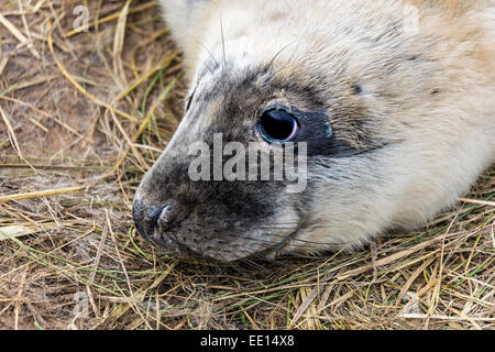 Phoque gris, Halichoerus grypus, Donna Nook national nature reserve, Lincolnshire, Angleterre, RU Banque D'Images