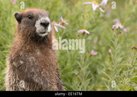 La marmotte de Mt Rainier dans les fleurs debout et écoutant les sons Banque D'Images