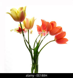 Grandes tulipes dans un vase en verre sur fond blanc Banque D'Images