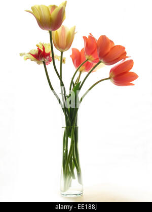 Grandes tulipes dans un vase en verre sur fond blanc Banque D'Images