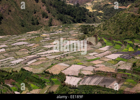 Terrasses de riz à la Mountain Province, Philippines, en février. Les champs de riz sont au repos entre nouvelle saison de plantation Banque D'Images