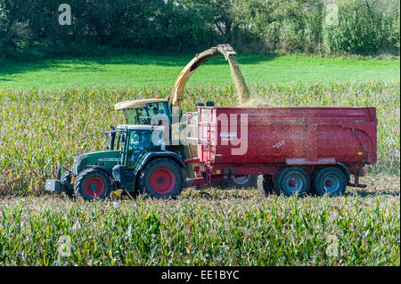 La récolte de maïs pour une usine de biogaz, Königsberg, Basse Franconie, Bavière, Allemagne Banque D'Images
