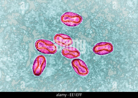 VIRUS DE LA SHARKA, TEM Banque D'Images