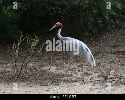 Grue Sarus indiennes (Grus antigone) marche dans un cadre naturel Banque D'Images