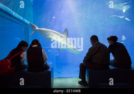 Regarder les gens à requins Aquarium d'Osaka, Osaka, Tempozan, Kansai, Japon, Asie Banque D'Images