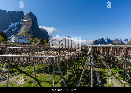 Cod Stock, split et sécher sur des racks, en Norvège, dans le village de pêcheurs de Reina, îles Lofoten, Norvège, Scandinavie Banque D'Images