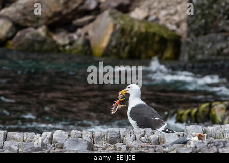 Des profils Goéland bourgmestre (Larus hyperboreus) avec bird kill à Bjornoya, Bear Island, Norway, Scandinavia, Europe Banque D'Images