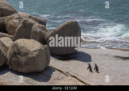 Deux pingouins sur un rocher à Boulders Beach à Simonstown Banque D'Images