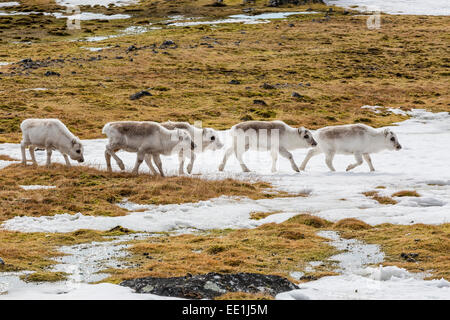 Renne du Svalbard (Rangifer tarandus) pâturage sur la toundra dans Varsolbukta, Bellsund, Spitzberg, l'Arctique, la Norvège, Scandinavie Banque D'Images