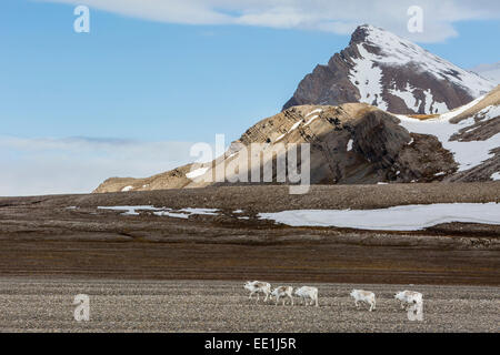 Renne du Svalbard (Rangifer tarandus) pâturage sur la toundra dans Varsolbukta, Bellsund, Spitzberg, l'Arctique, la Norvège, Scandinavie Banque D'Images