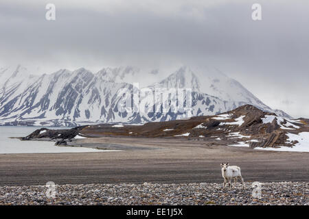 Renne du Svalbard (Rangifer tarandus) dans la toundra dans Varsolbukta, Bellsund, Spitzberg, l'Arctique, Norway, Scandinavia, Europe Banque D'Images