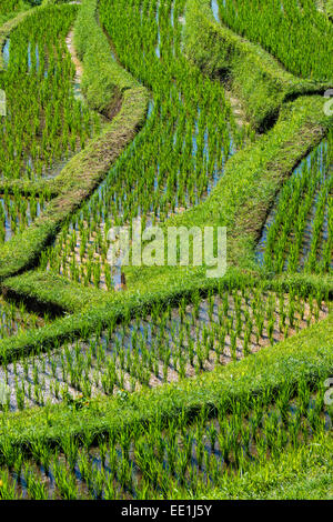 Les rizières en terrasses de Jatiluwih, classé au Patrimoine Mondial de l'UNESCO, Bali, Indonésie, Asie du Sud, Asie Banque D'Images