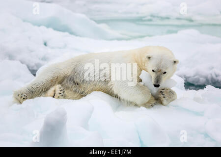 Des profils l'ours polaire (Ursus maritimus) s'étend sur la première année de la glace de mer dans le détroit d'Olga, près de Edgeoya, Banque D'Images