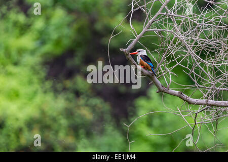 Homme à tête grise (Halcyon leucocephala) kingfisher à Curral Grande, l'île de Fogo, Cap-Vert, Afrique Banque D'Images