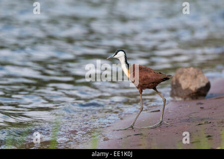 Jacana à poitrine dorée Actophilornis africanus (Afrique), Chobe National Park, Botswana, Africa Banque D'Images